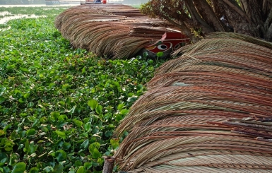 Lợp mái bằng lá dừa nước - Lá dừa xé hay lá dừa chằm phù hợp hơn?