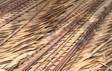 Bạn Đang Cần Mua Lá Dừa Nước