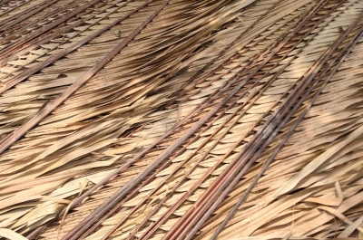 Bạn Đang Cần Mua Lá Dừa Nước