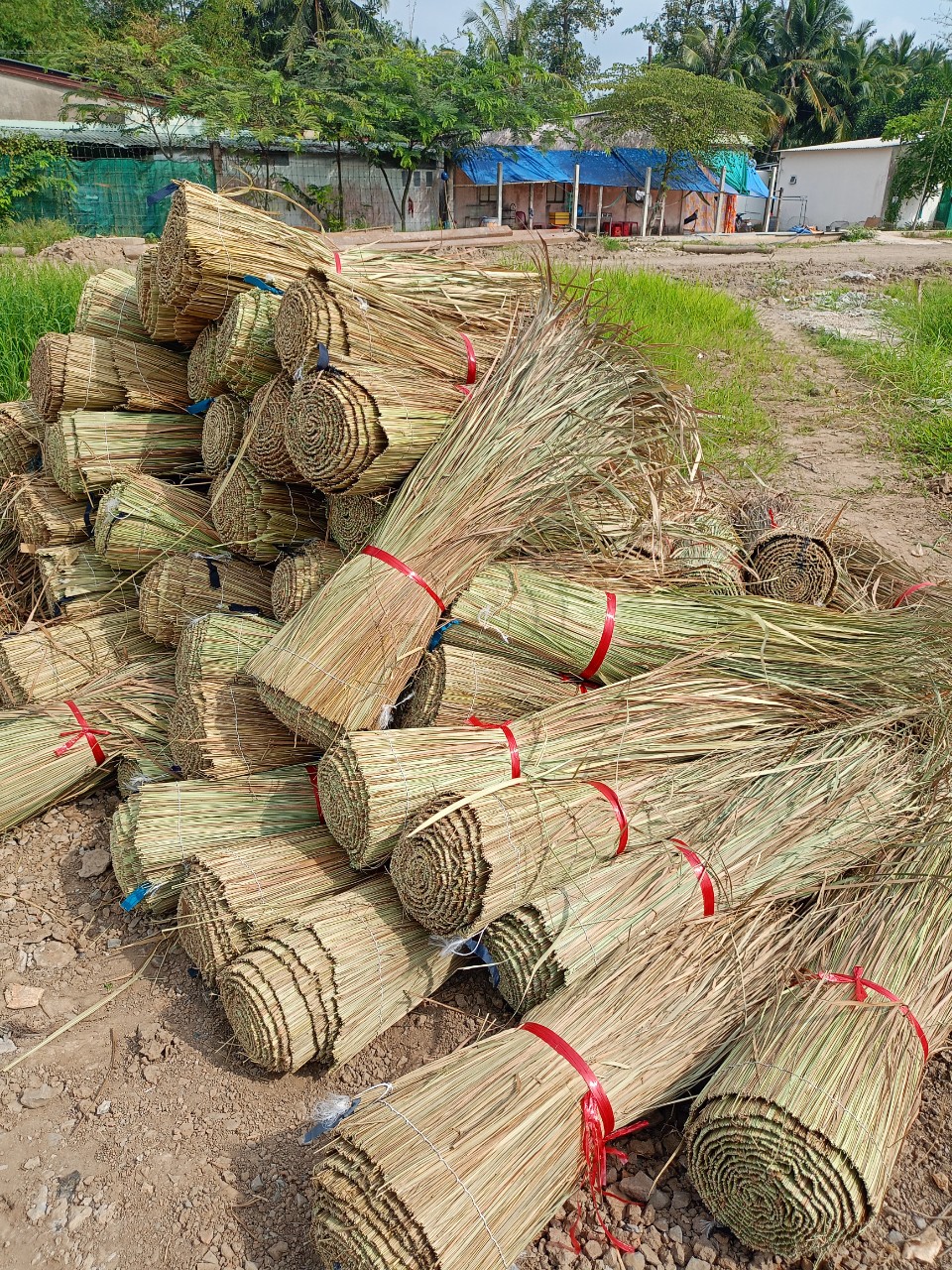 giá cỏ tranh lợp nhà